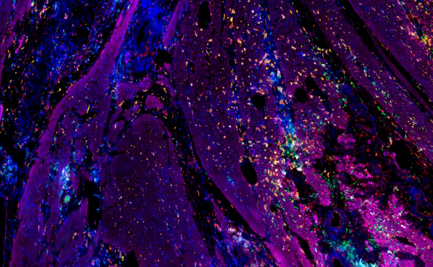 河南索臻生物科技有限公司
